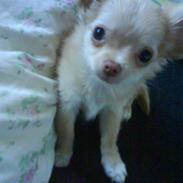 Chihuahua Armani