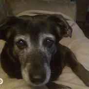 Blanding af racer Blackie