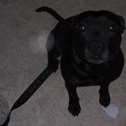 Staffordshire bull terrier Tico