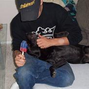 Staffordshire bull terrier Tico