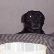 Staffordshire bull terrier Tico