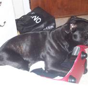 Staffordshire bull terrier Tico