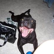 Staffordshire bull terrier Tico