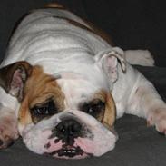 Engelsk bulldog Rosa - "Rosie"