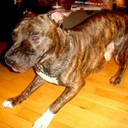 Amerikansk staffordshire terrier cicho