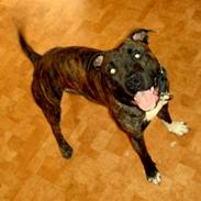 Amerikansk staffordshire terrier cicho