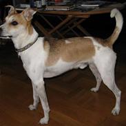 Parson russell terrier Kvik