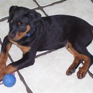 Rottweiler Elmedige´s Manny