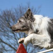 Border collie Zacho