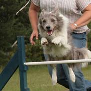 Border collie Zacho