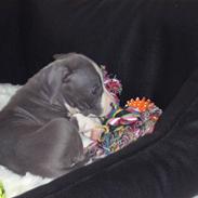 Amerikansk staffordshire terrier Koda