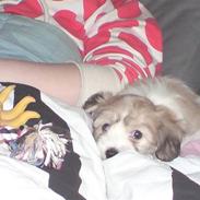 Coton de tulear Bella