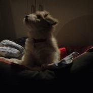 Coton de tulear Bella