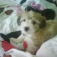 Coton de tulear Bella