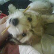 Coton de tulear Bella