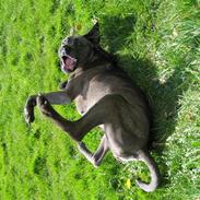 Cane corso mango