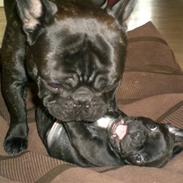 Fransk bulldog Jokerface Boss Hoss 