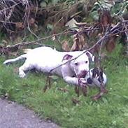 Amerikansk bulldog Theo