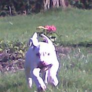 Amerikansk bulldog Theo