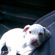 Amerikansk bulldog Theo