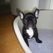 Fransk bulldog perle