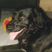 Labrador retriever Keiko
