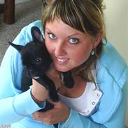 Fransk bulldog perle