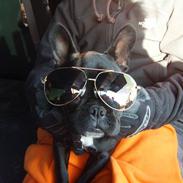 Fransk bulldog perle