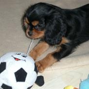 Cavalier king charles spaniel Lundholms Chuck