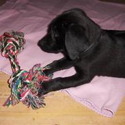 Labrador retriever Bella R.I.P :(