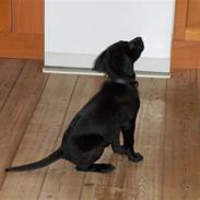 Labrador retriever Bella R.I.P :(
