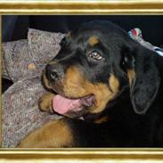 Rottweiler Cæsar