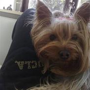 Yorkshire terrier Mille