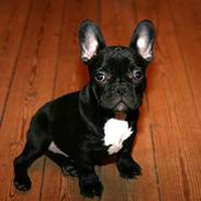 Fransk bulldog Albert