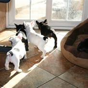 Fransk bulldog Albert