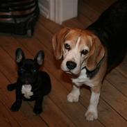 Fransk bulldog Albert