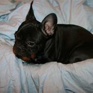 Fransk bulldog Albert