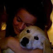 Golden retriever Oskar