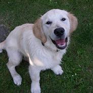 Golden retriever Oskar