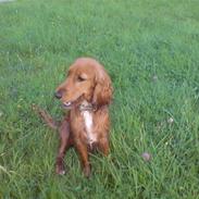 Cocker spaniel Nala