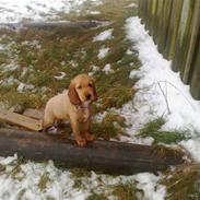 Cocker spaniel Nala