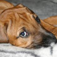 Rhodesian ridgeback Monomotabas Ruby Cabernet