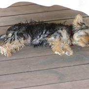 Yorkshire terrier Mille