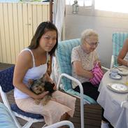 Yorkshire terrier Mille