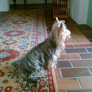 Yorkshire terrier Mille