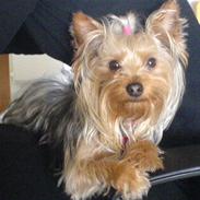 Yorkshire terrier Mille