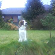 Welsh springer spaniel nardo