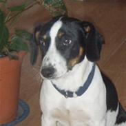 Dansk svensk gaardhund Cirkeline (død)