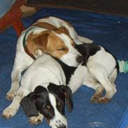 Dansk svensk gaardhund Cirkeline (død)