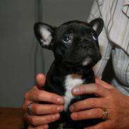 Fransk bulldog Albert